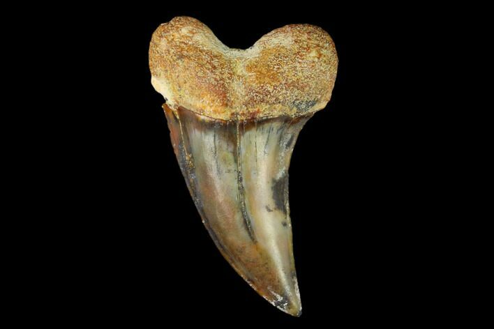 Colorful Mako/White Shark Tooth Fossil - Sharktooth Hill, CA #122699
